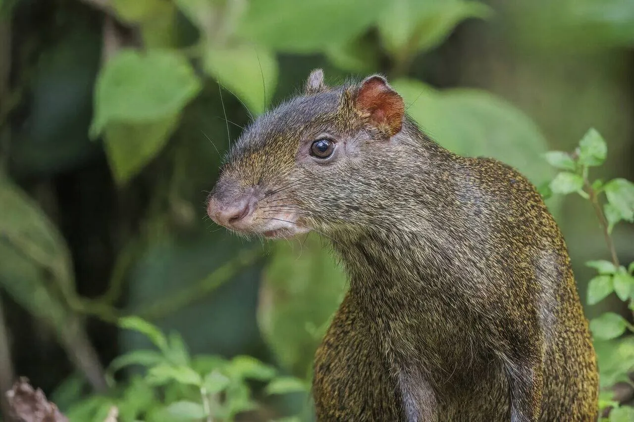 A Central American agouti
