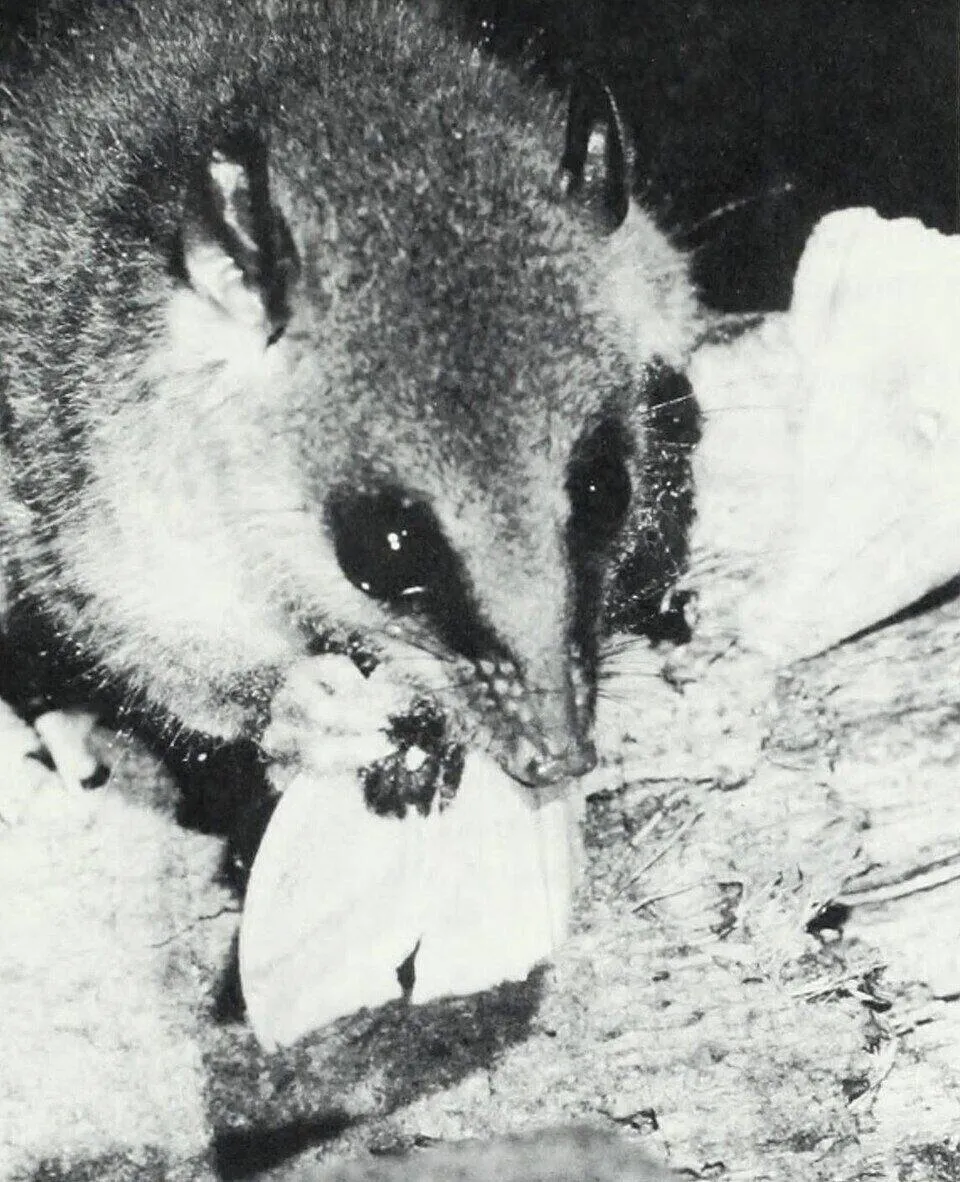 Alston's woolly mouse opossum