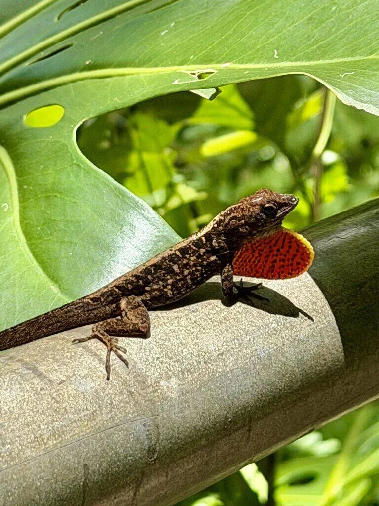 An anole displaying its throat fan