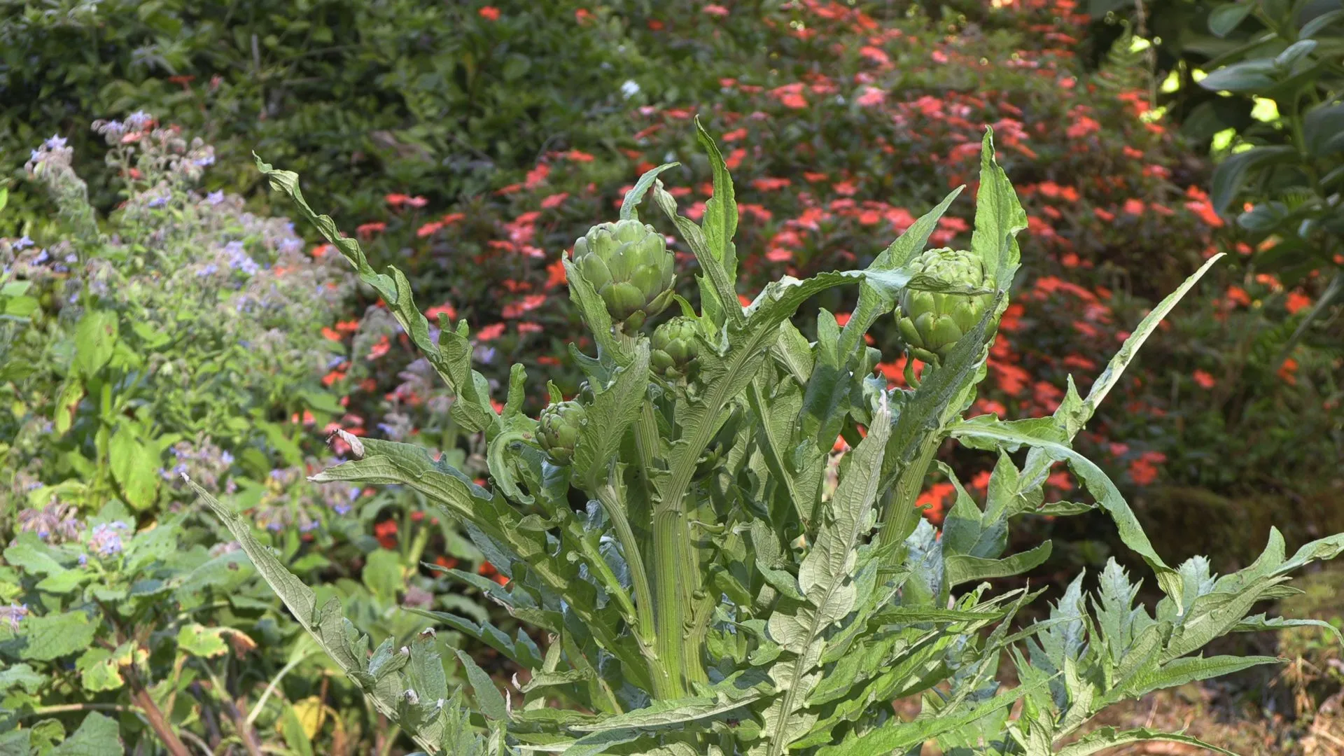 An artichoke plant and its buds among the flowers of the garden at Wild on the Farm