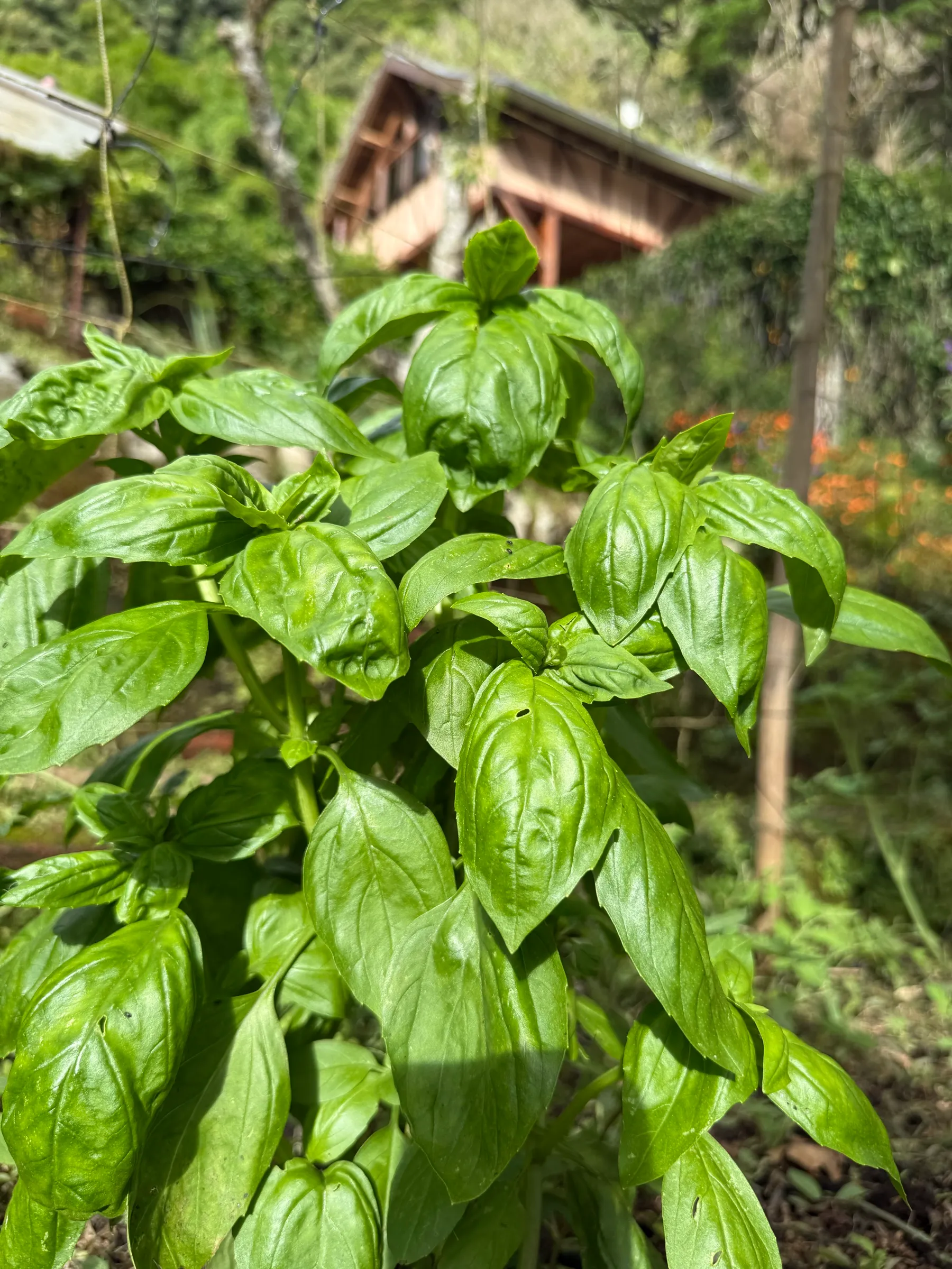 A basil plant growing in the garden at Wild on the Farm