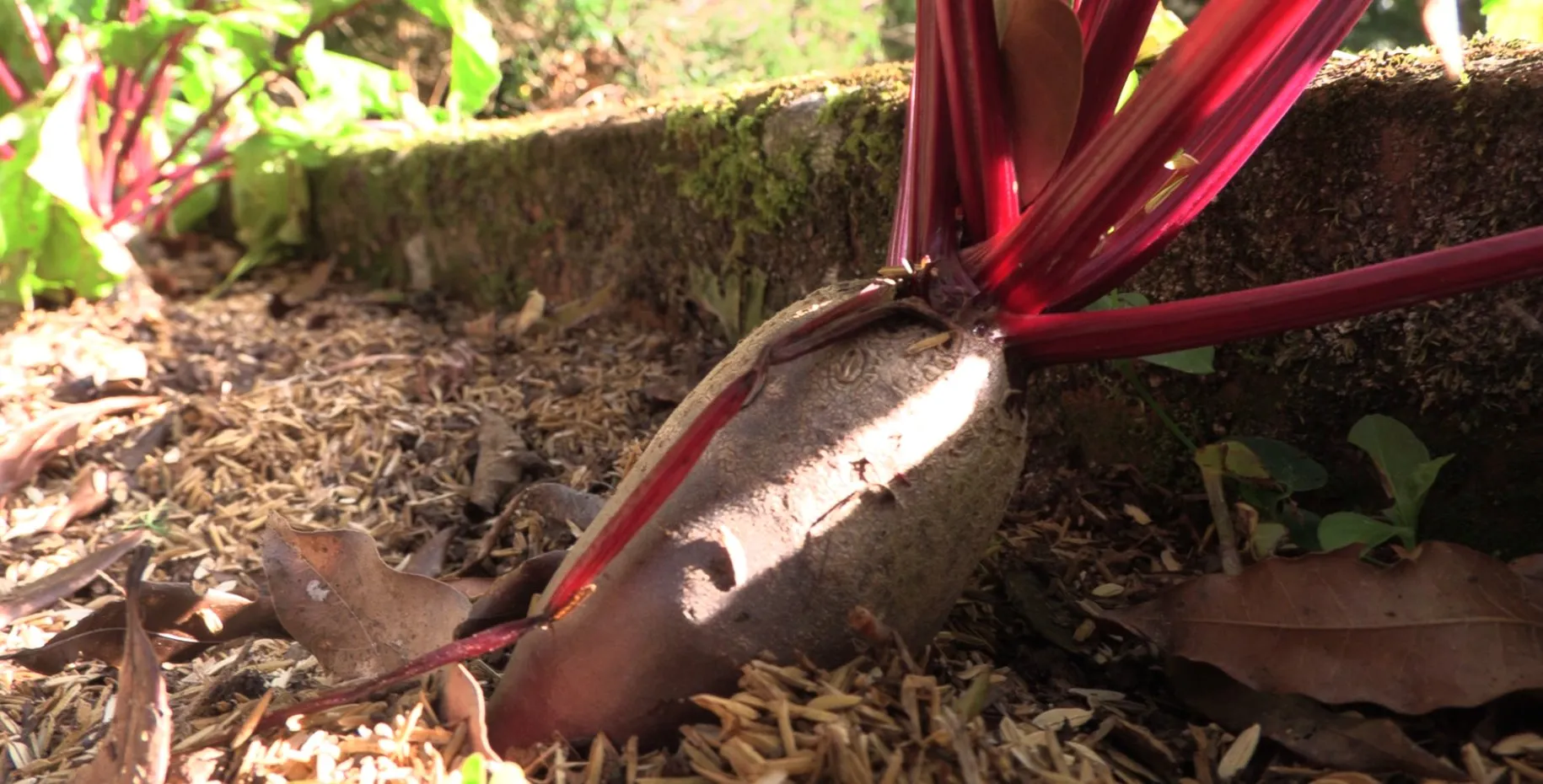 A beetroot ready to harvest, half out of the ground