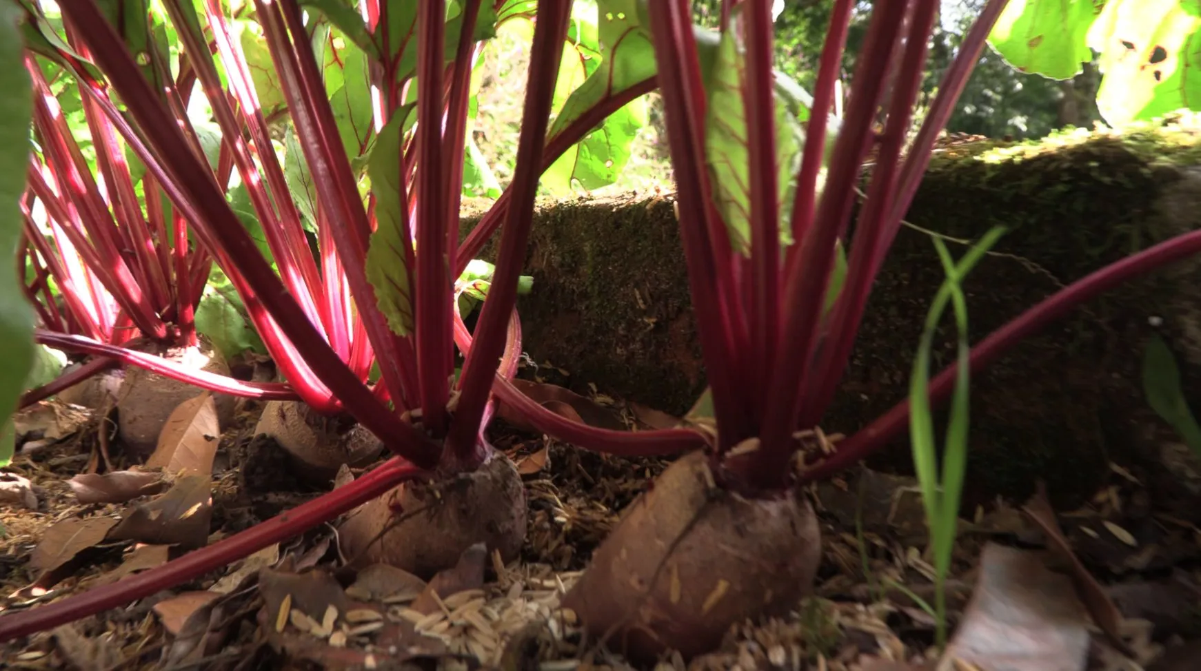 Red-stemmed beetroots pushing up through the mulch in a bed at Wild on the Farm