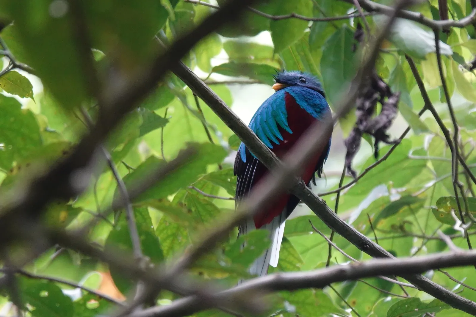 A resplendent quetzal foraging in the canopy