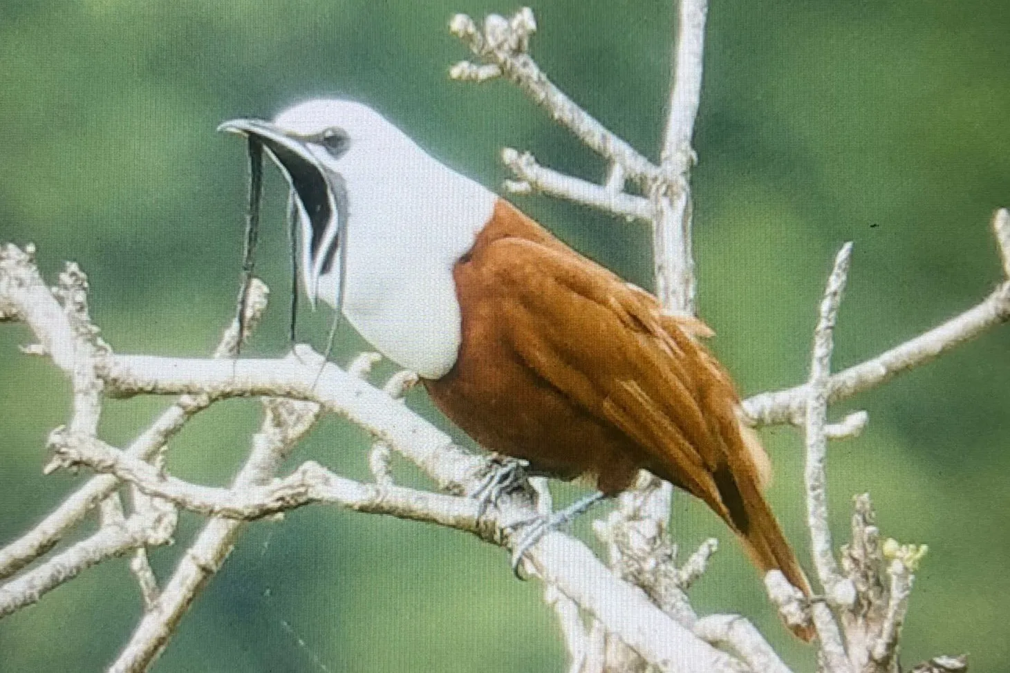 A wattled bellbird in the cloud forest canopy