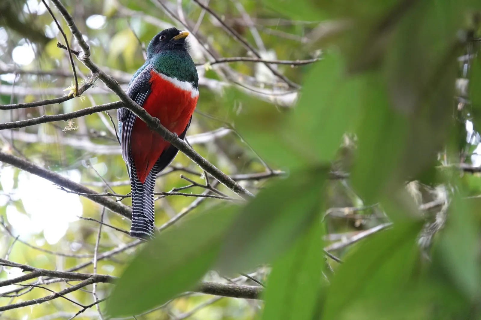 A collared trogon perched near Caldera