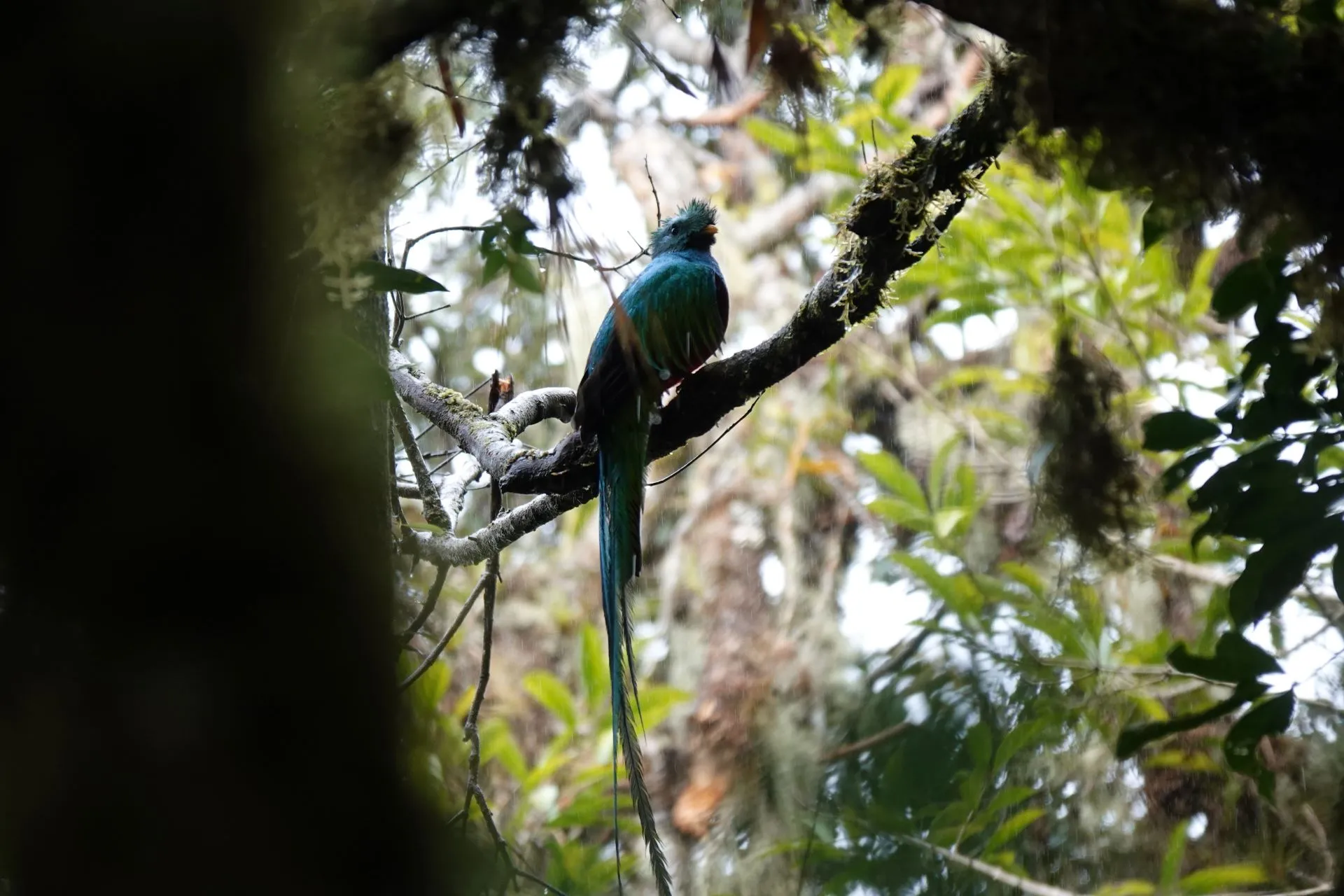 A resplendent quetzal perched in the cloud forest canopy