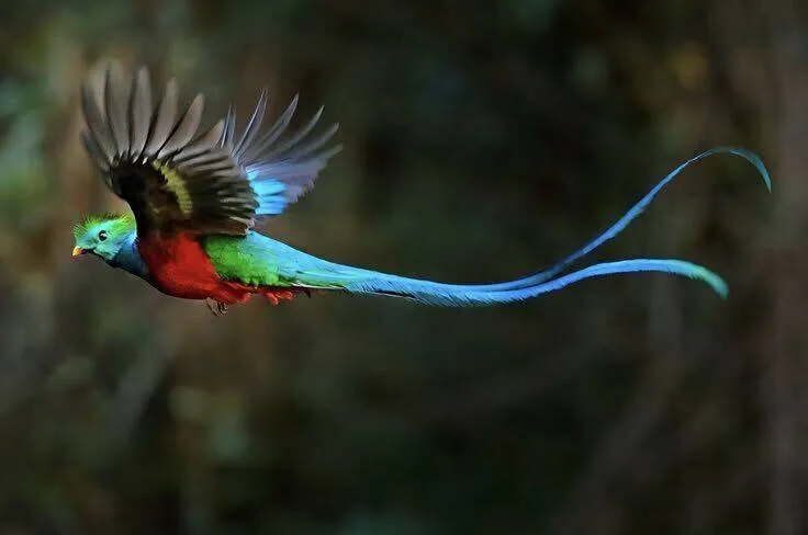 Resplendent Quetzal in flight at Wild on the Farm