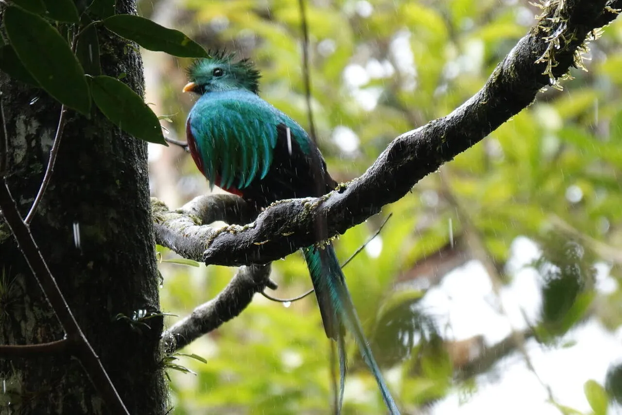 A Resplendent Quetzal in the canopy