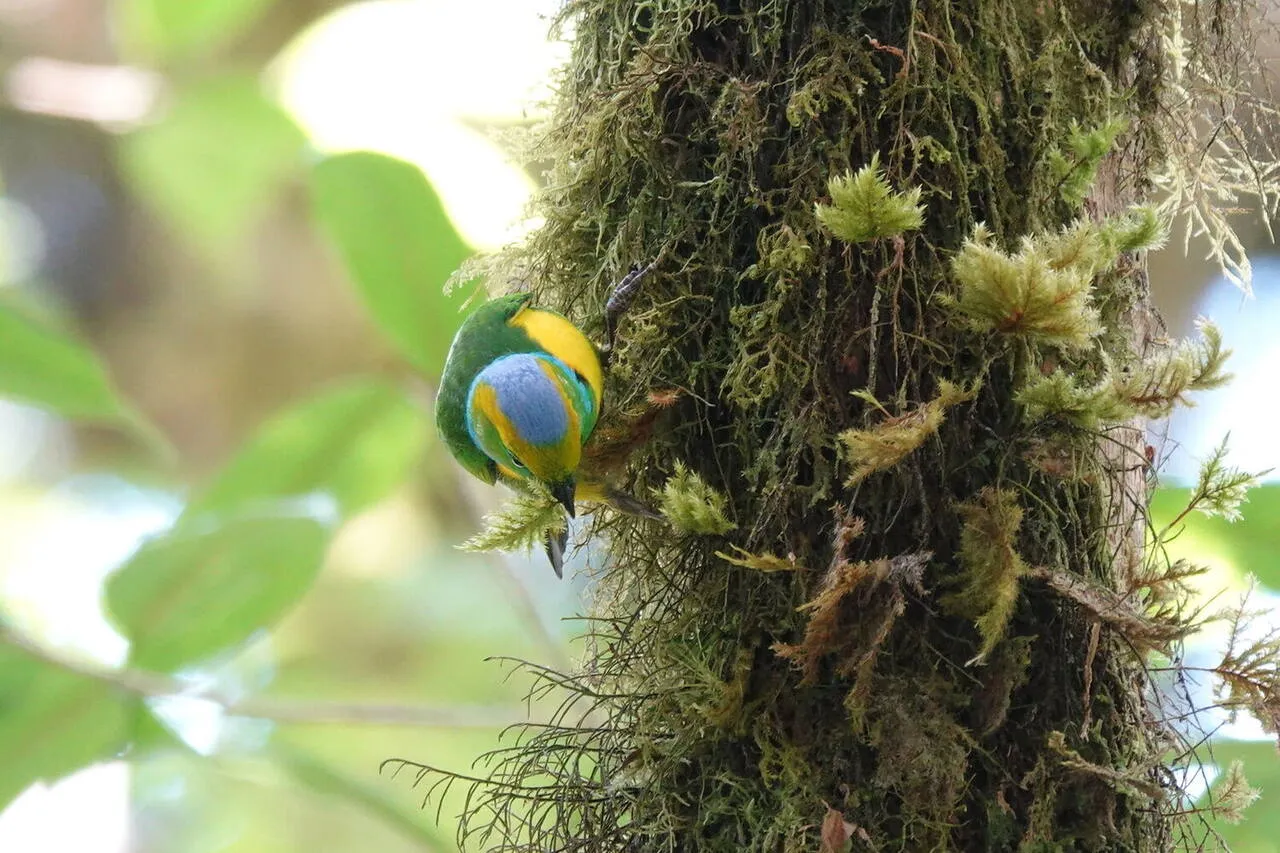 A Golden-browed Chlorophonia in the understory