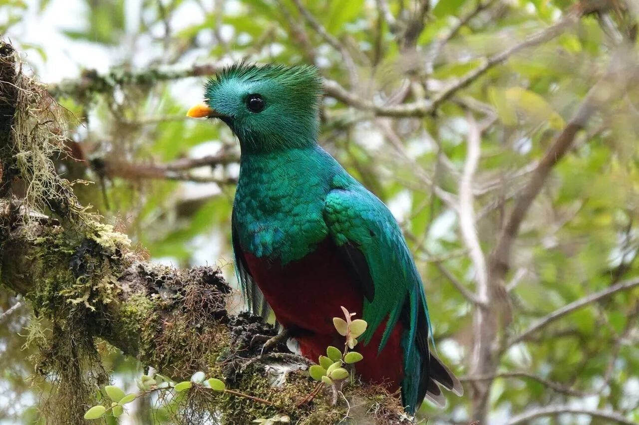 A Resplendent Quetzal perched, showing its iridescent green crest
