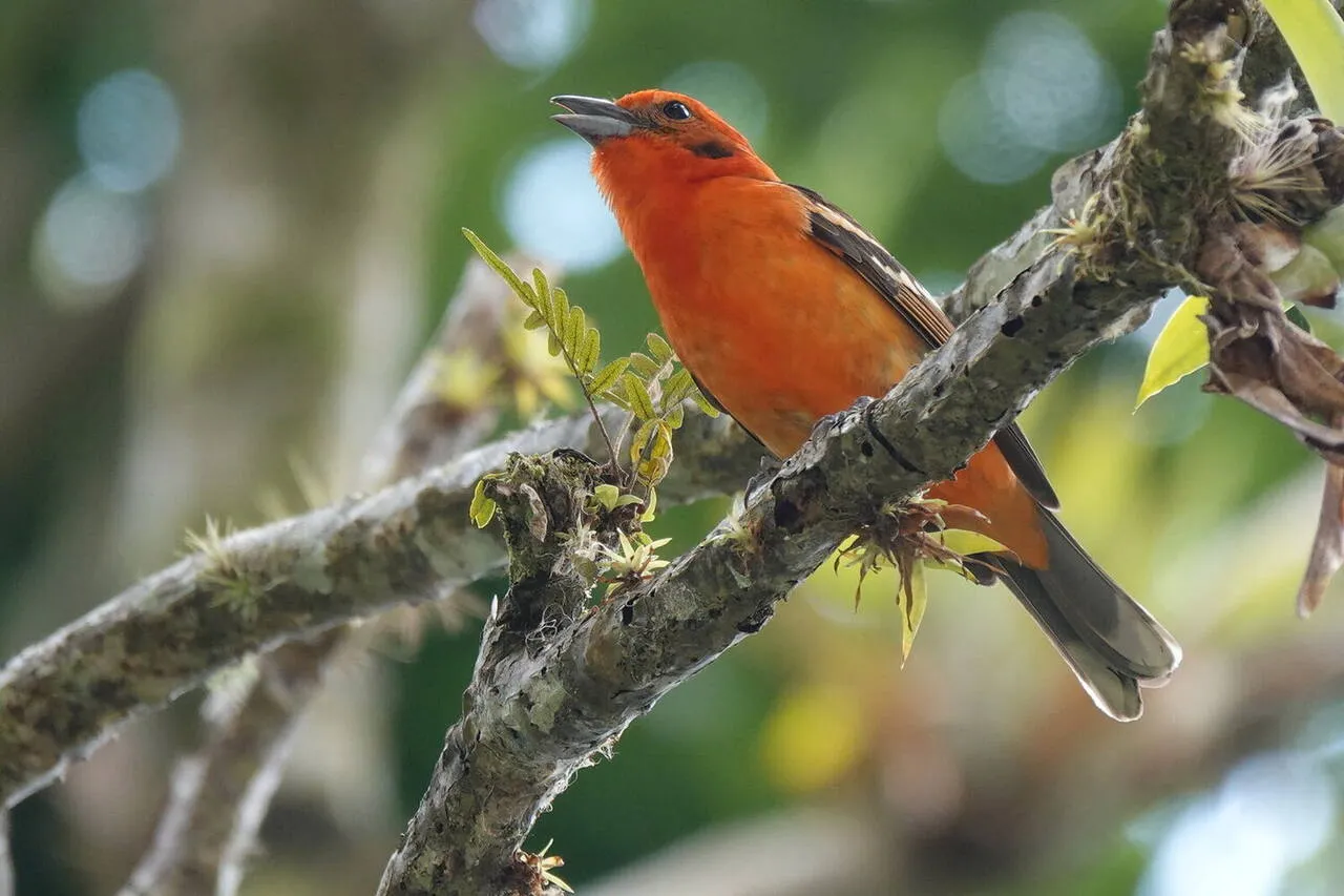A Flame-coloured Tanager