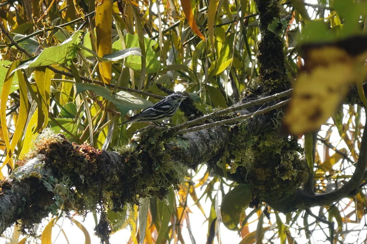 A Black-and-white Warbler foraging on a branch