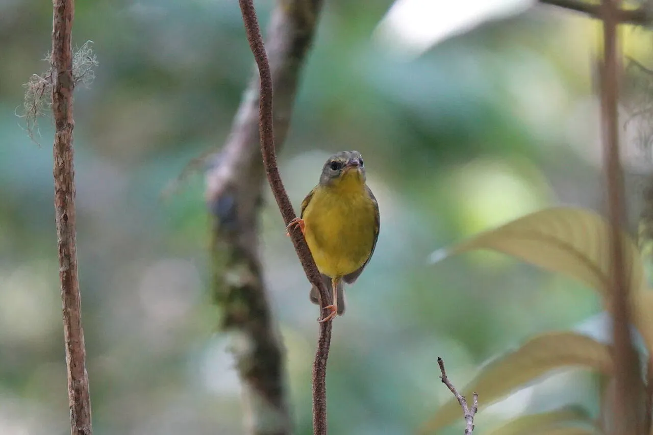 A Golden-crowned Warbler in the understory