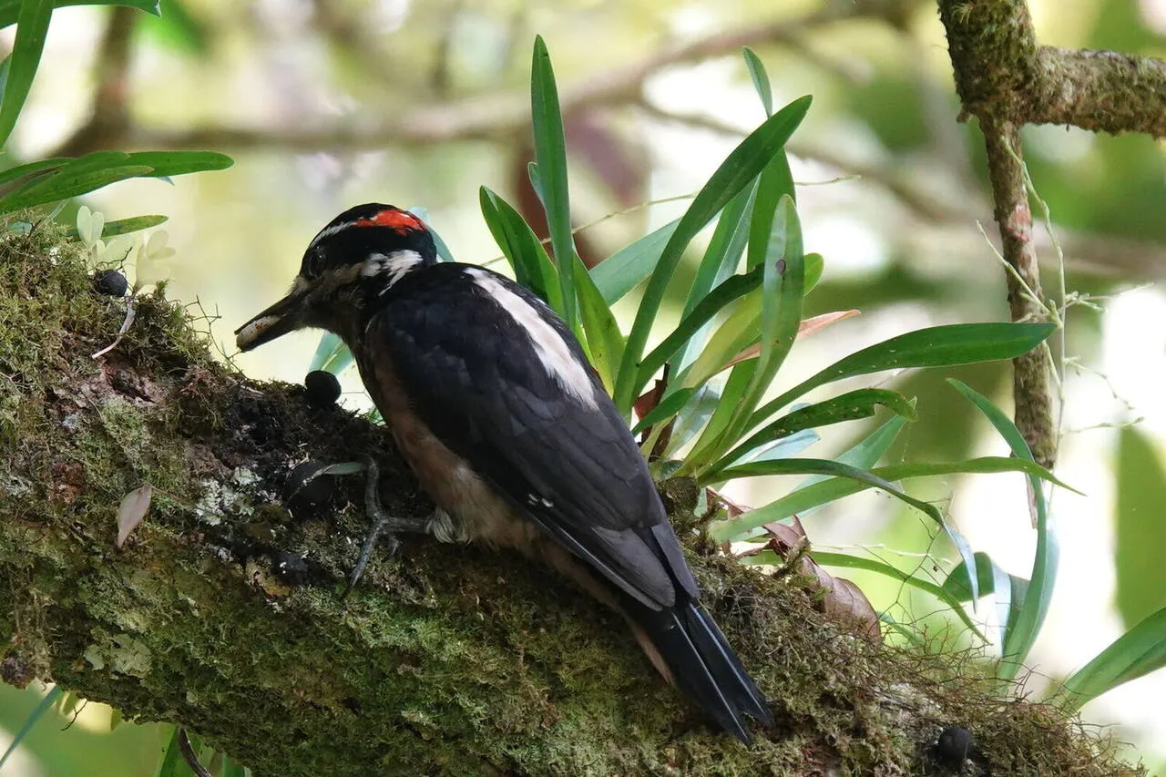 A Hairy Woodpecker on a tree trunk