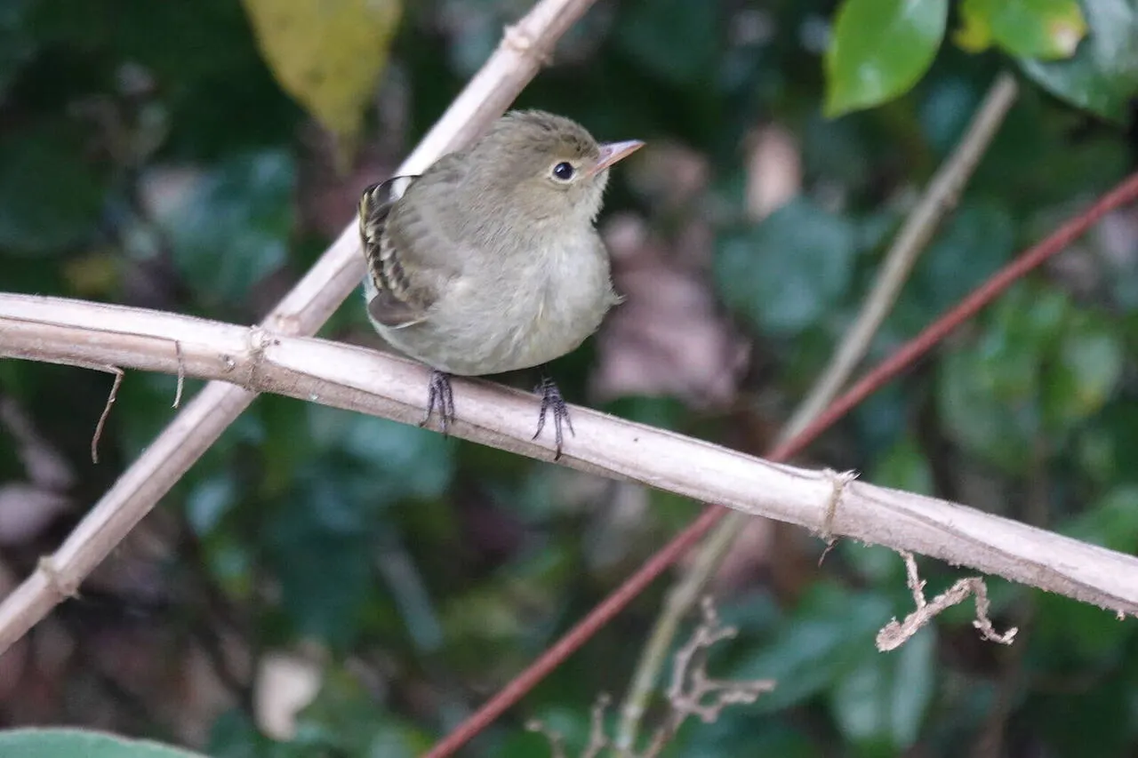 A Mountain Elaenia flycatcher
