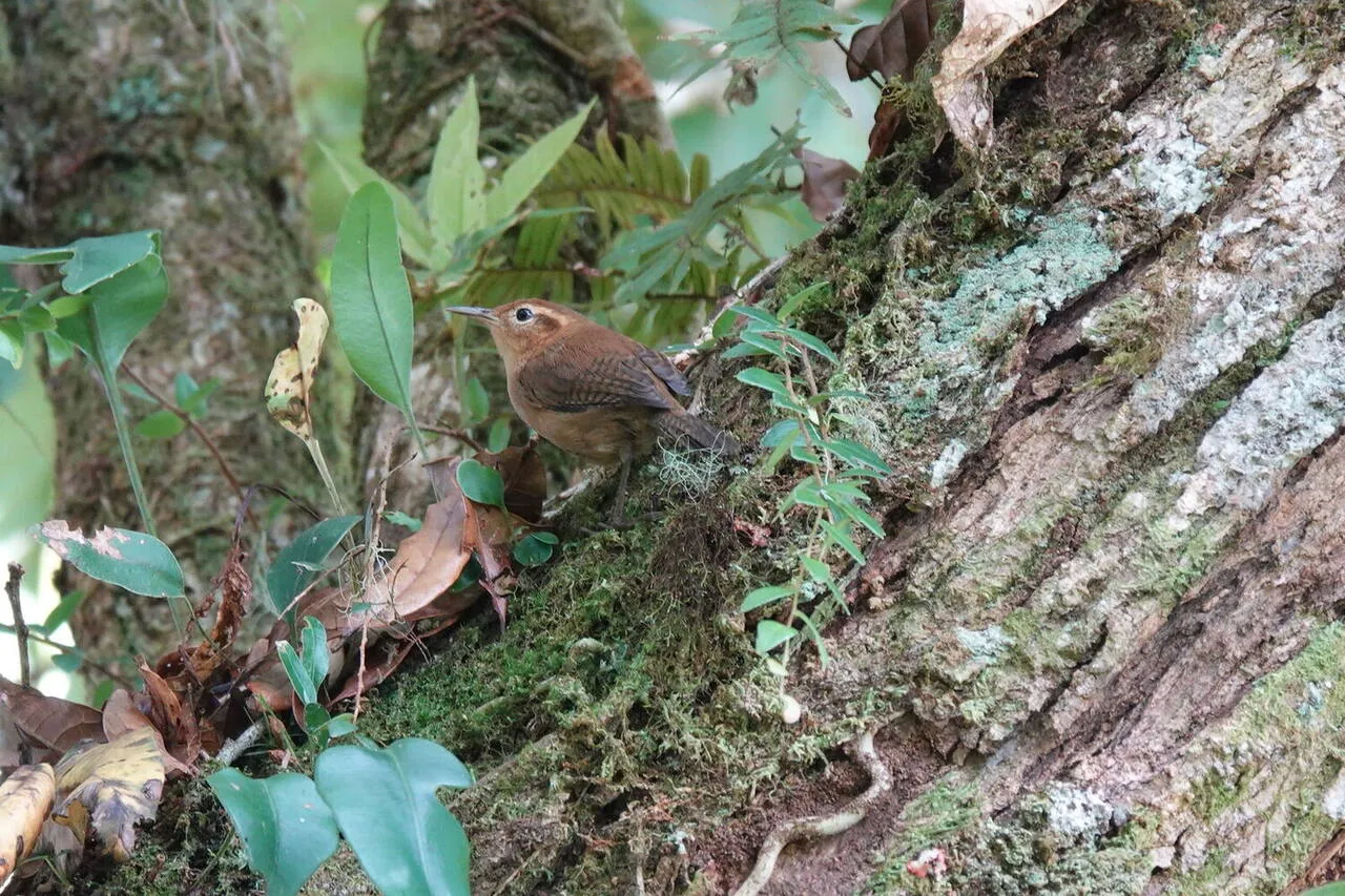An Ochraceous Wren on a mossy branch