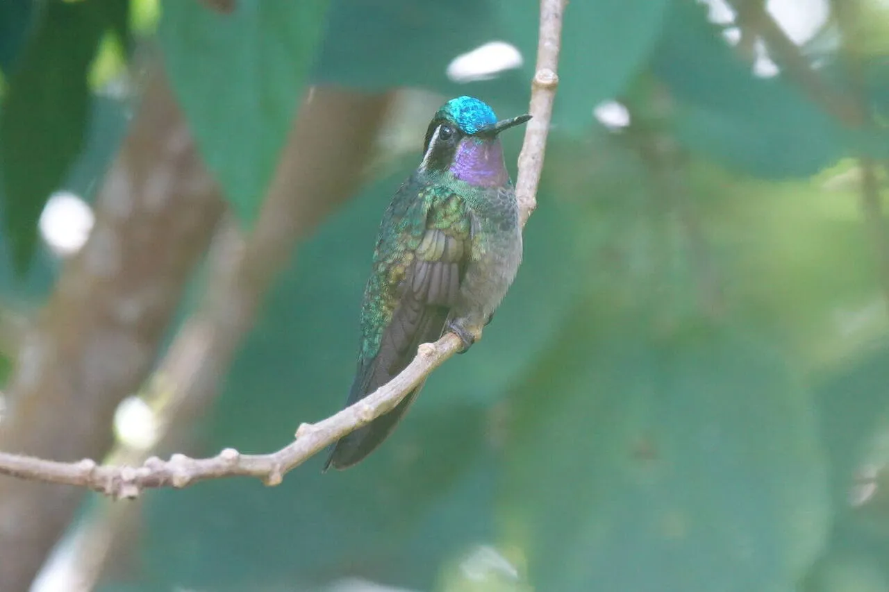A Purple-throated Mountain-gem hummingbird
