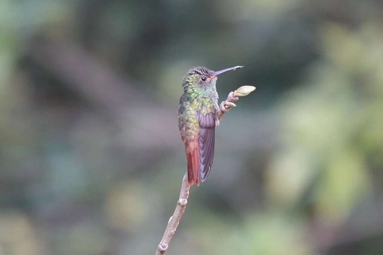 A Rufous-tailed Hummingbird