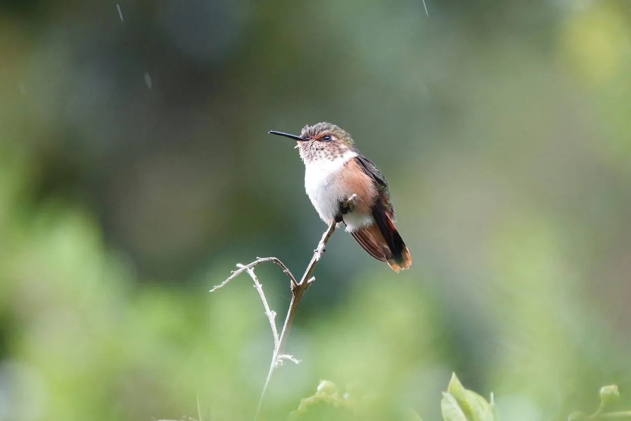 A Scintillant Hummingbird