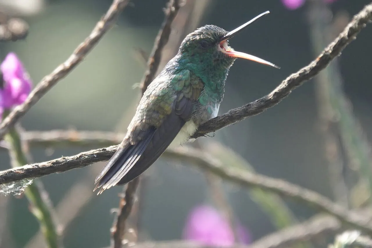 A Snowy-bellied Hummingbird