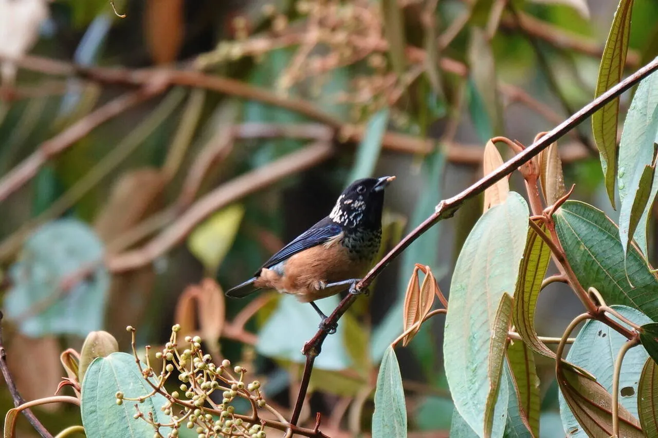 A Spangled-cheeked Tanager