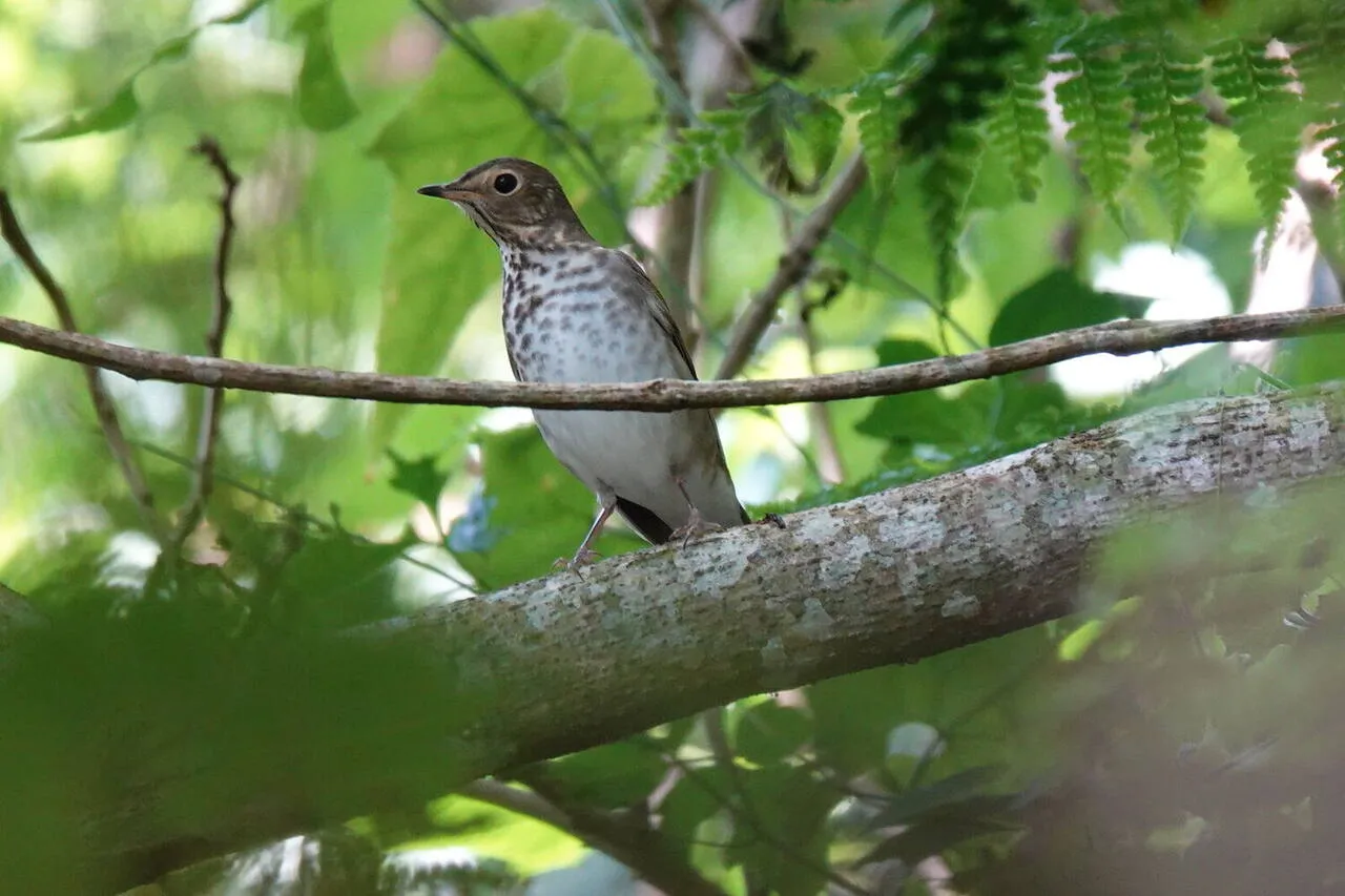 A Swainson's Thrush on the forest floor
