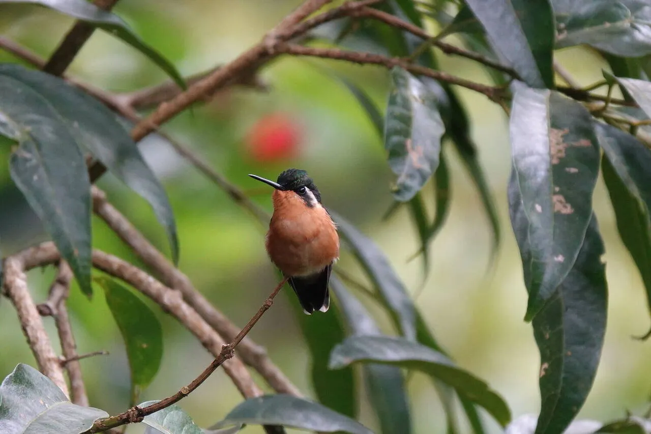 A White-throated Mountain-gem hummingbird