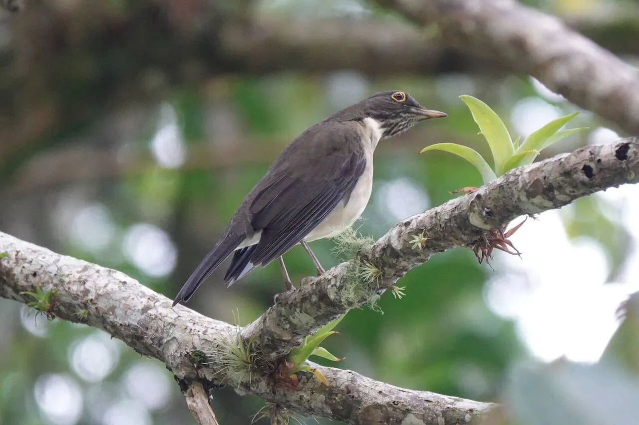 A White-throated Thrush