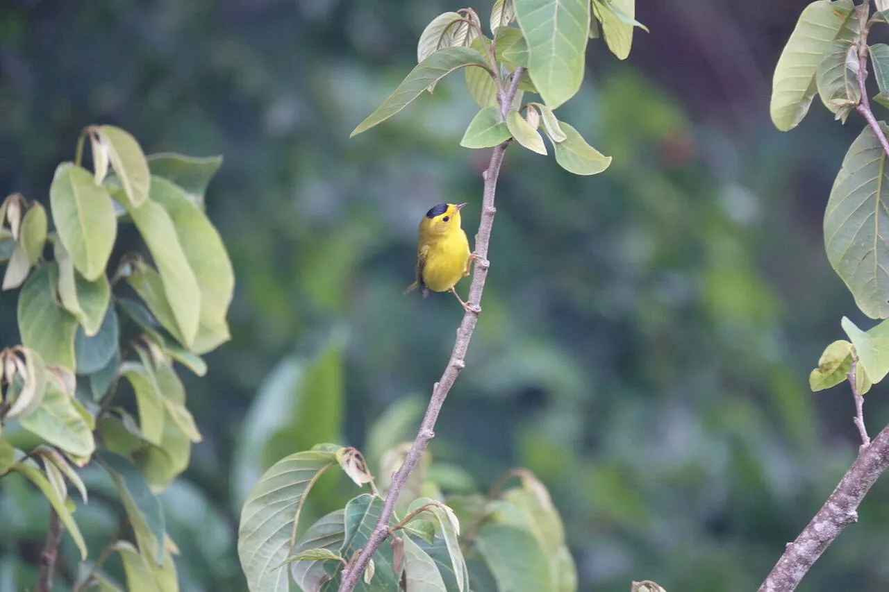 A Wilson's Warbler
