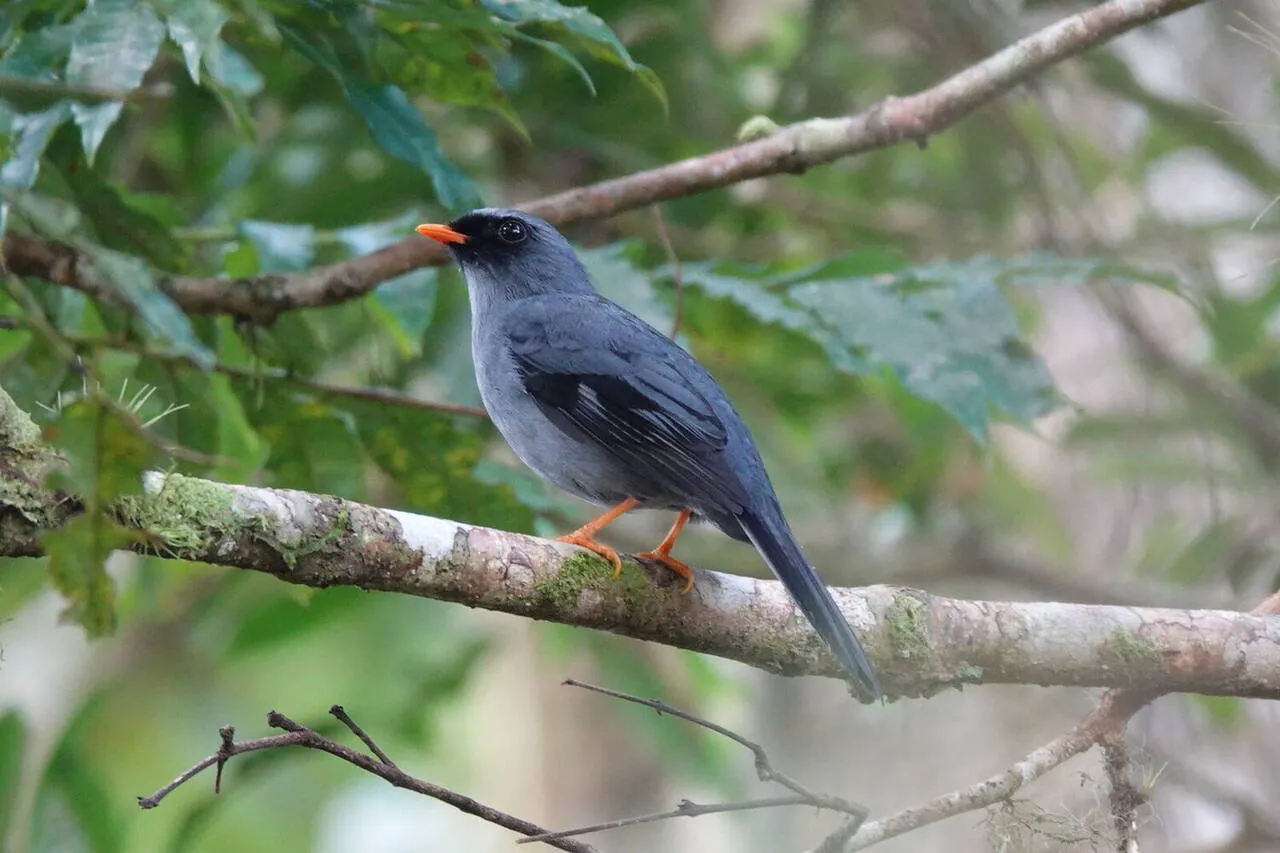 A Black-faced Solitaire