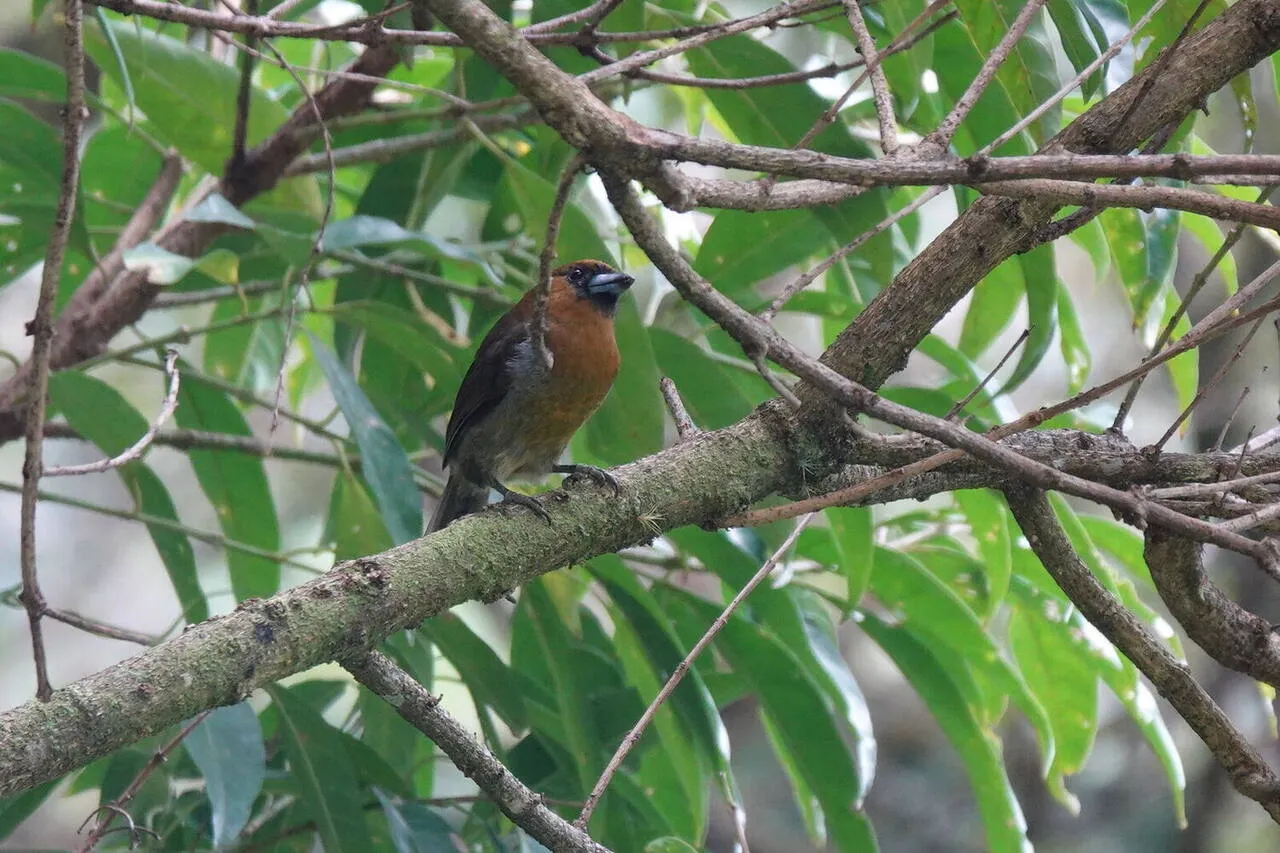 A pair of Prong-billed Barbets