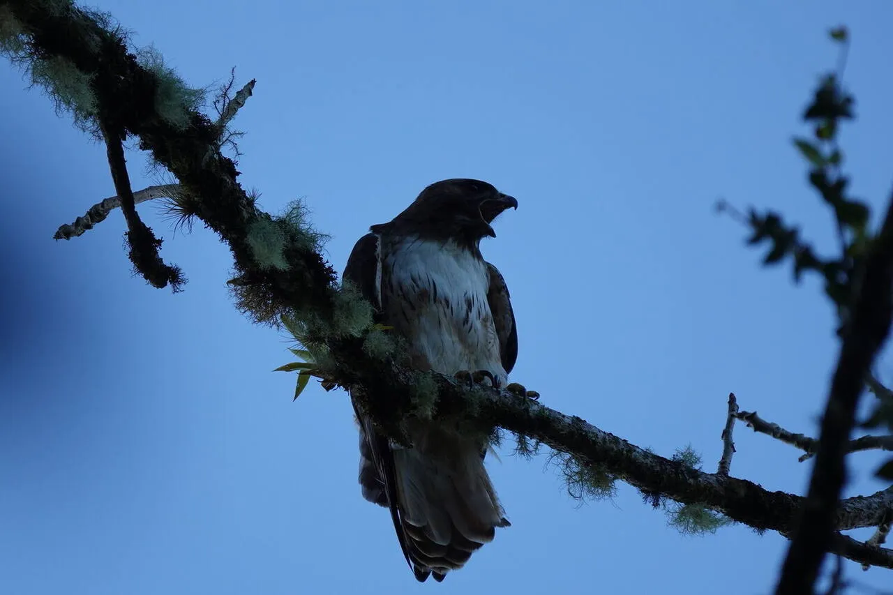 A Red-tailed Hawk riding a thermal