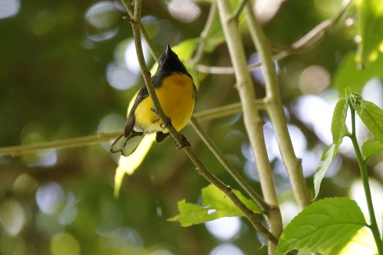 A Slate-throated Redstart foraging