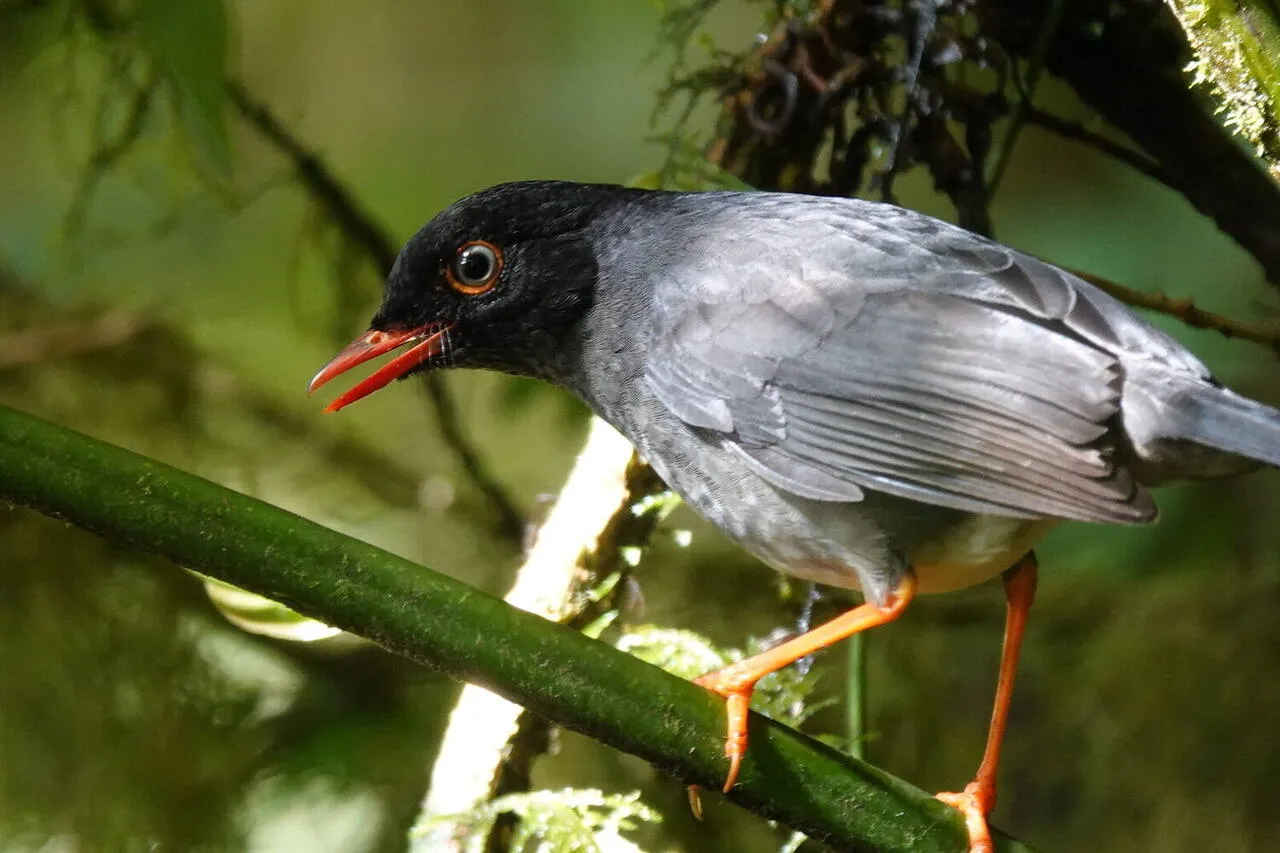 A Slaty-backed Nightingale-Thrush