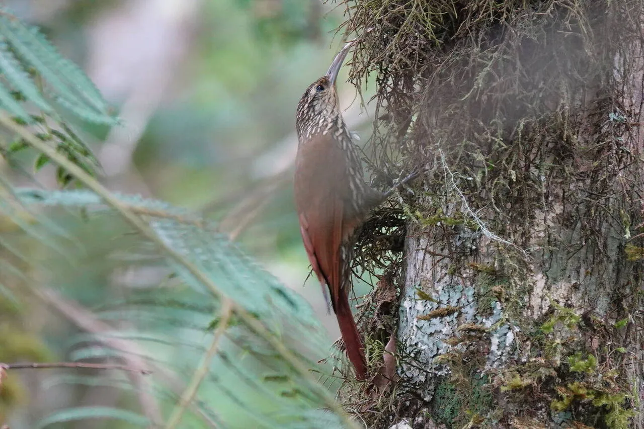 A Spot-crowned Woodcreeper on a tree trunk