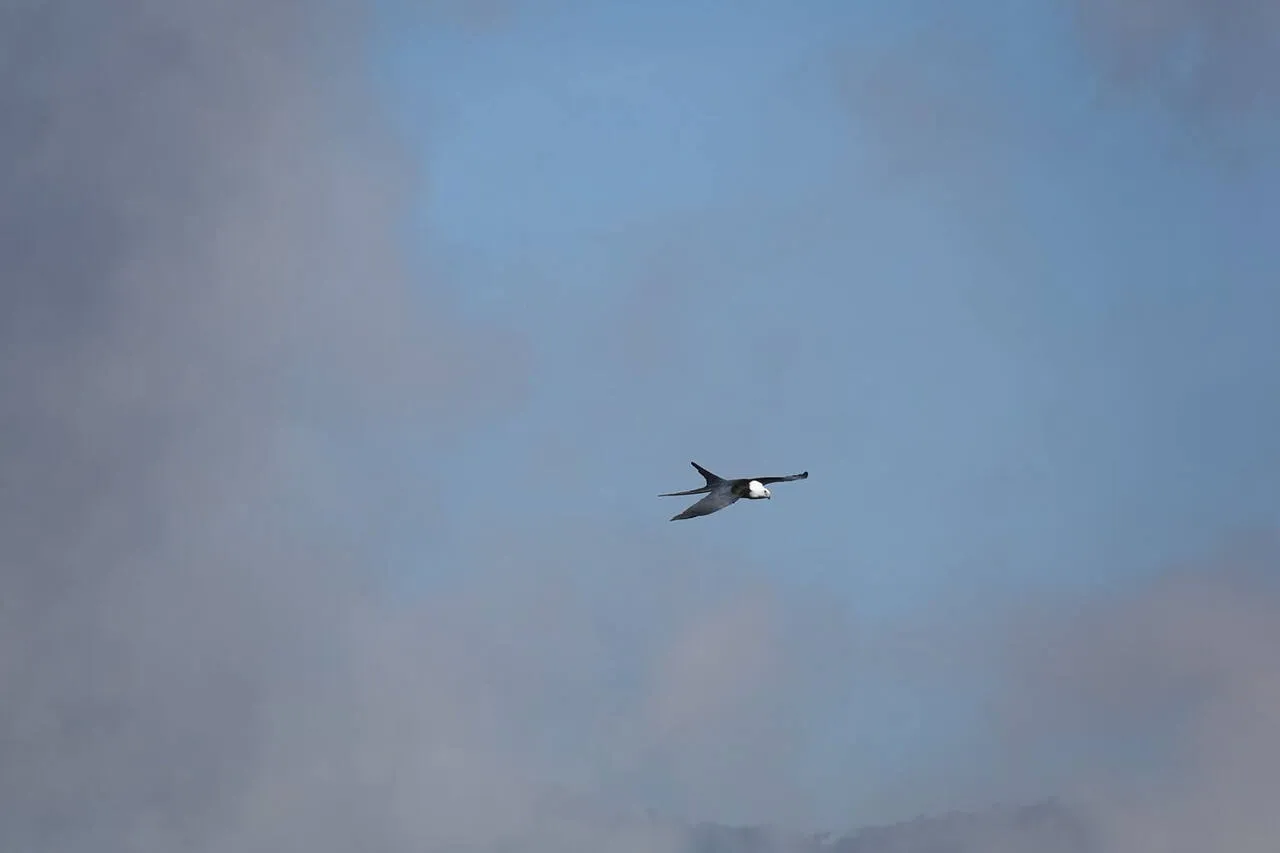 A Swallow-tailed Kite in flight