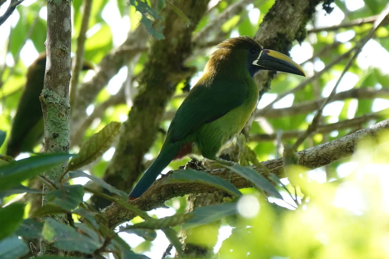 A Northern Emerald-Toucanet
