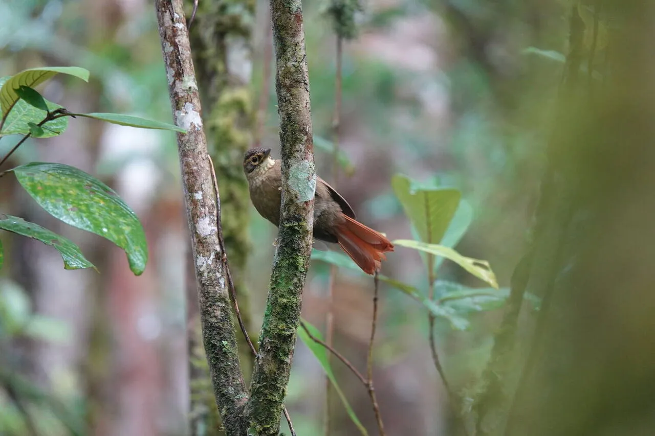 A Scaly-throated Foliage-gleaner