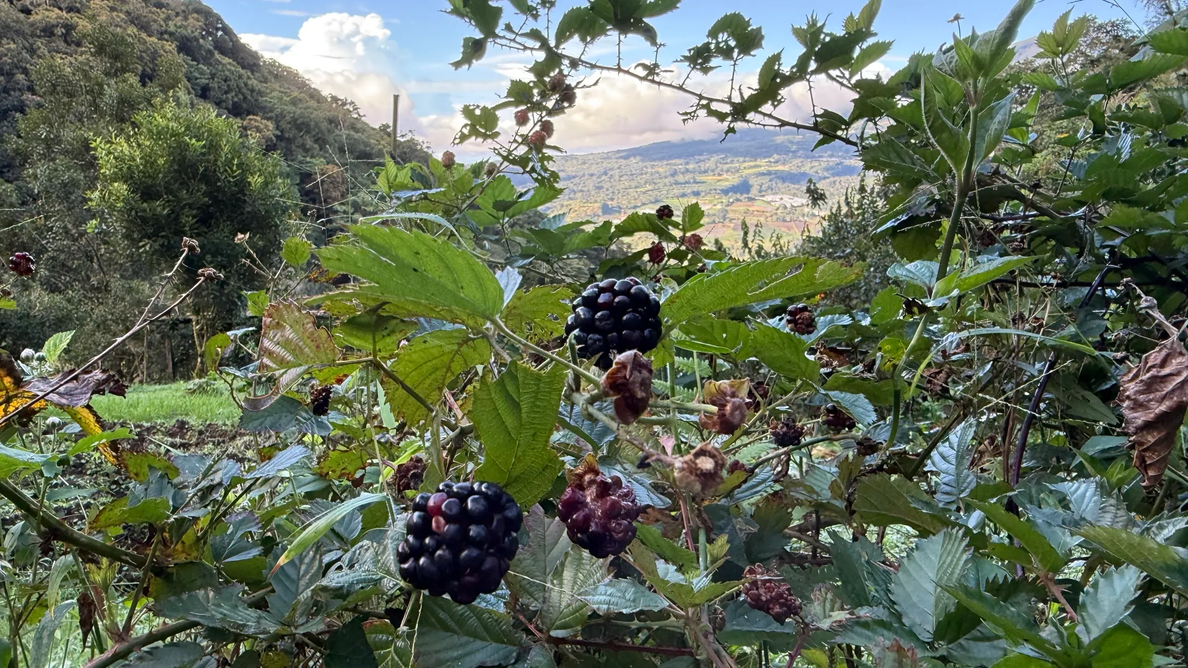 Black blackberries on the bramble, facing the valley, at Wild on the Farm