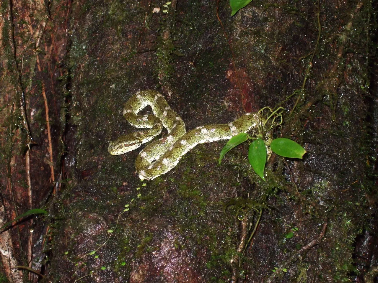 The Central American eyelash pit-viper, photographed on the property