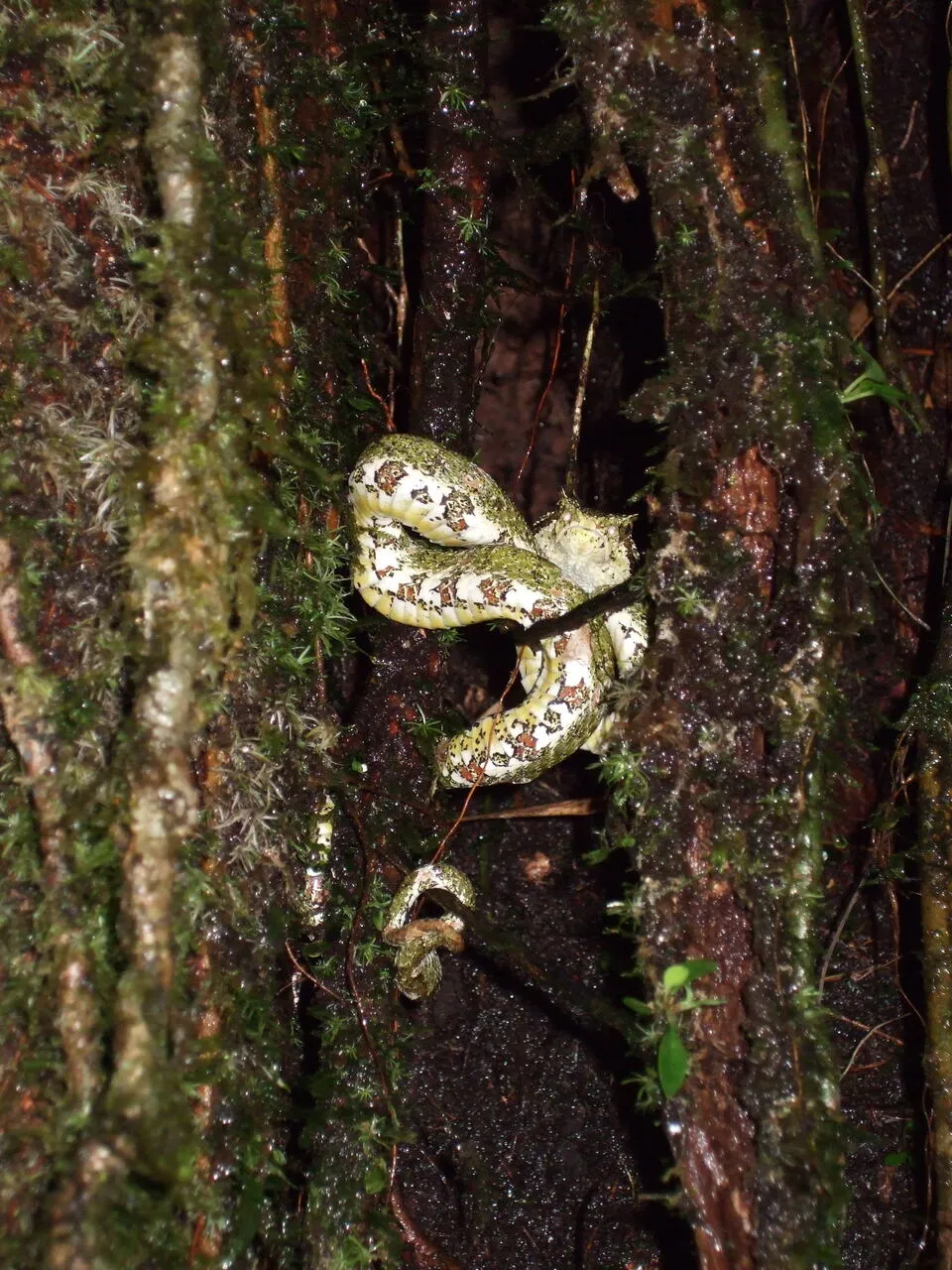 A second photo of the Central American eyelash pit-viper on the property