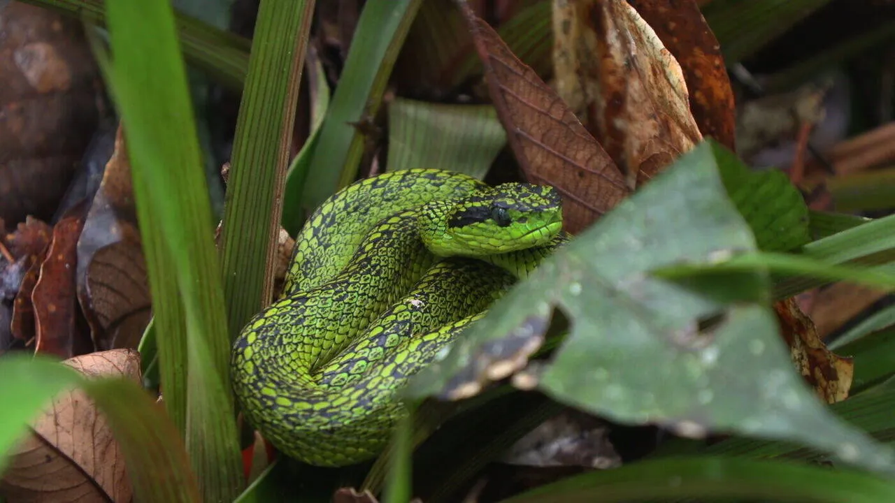 The Talamancan palm-pitviper, photographed on the property
