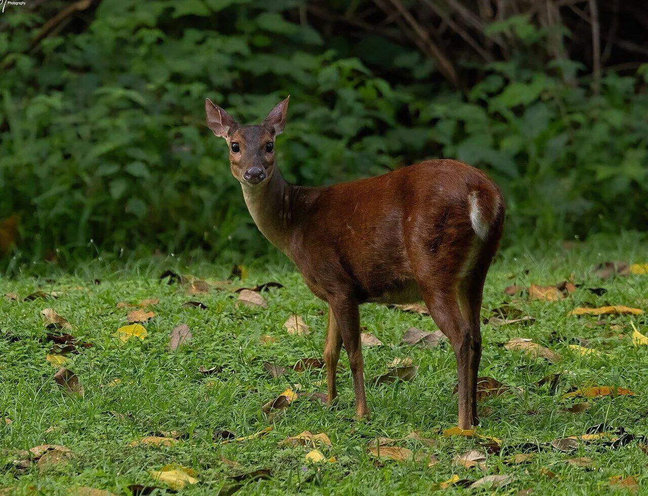 A red brocket deer in the forest understory
