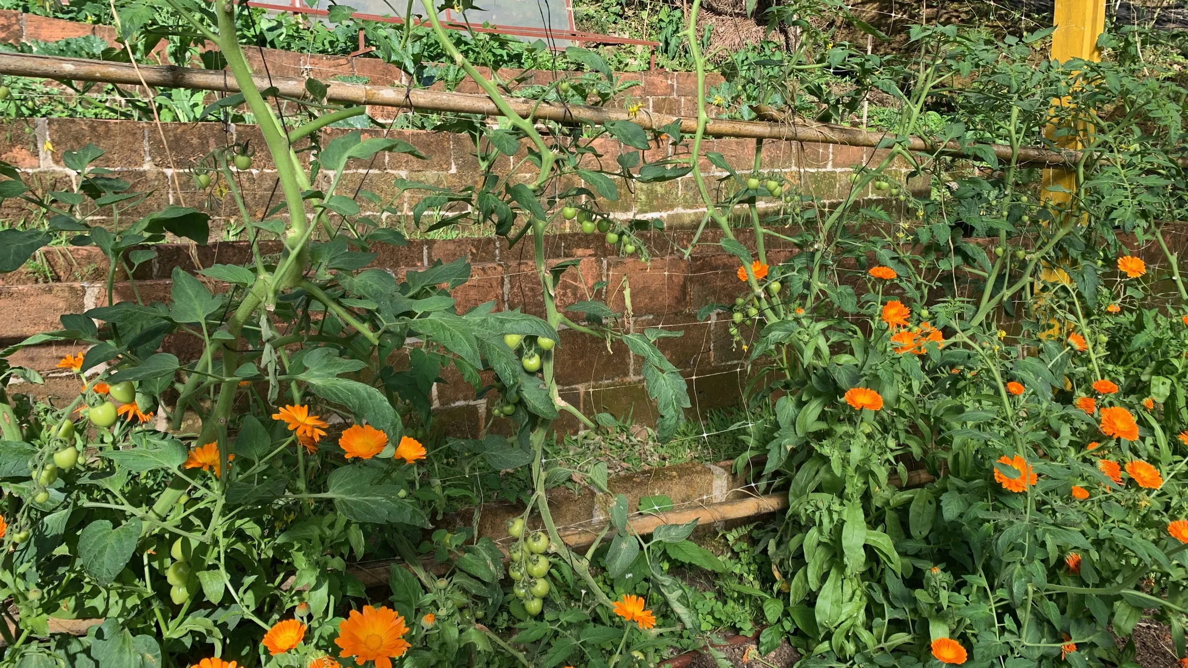Orange calendulas in bloom at the foot of the tomatoes, on a garden terrace at Wild on the Farm