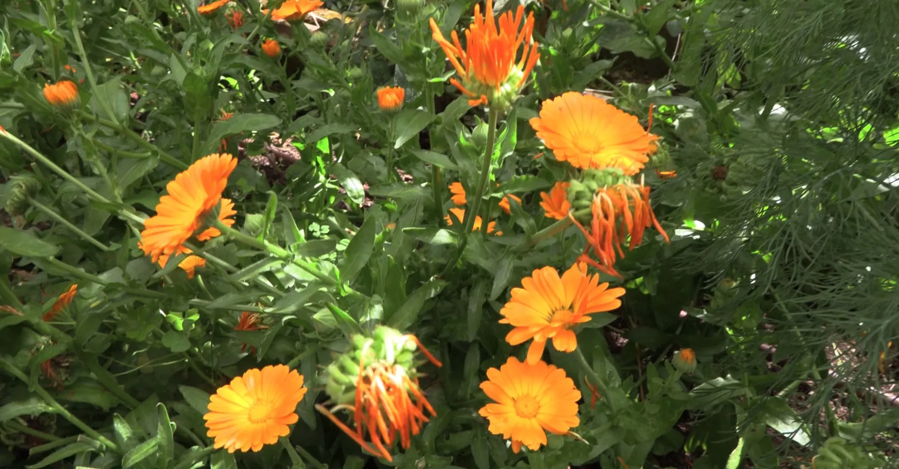 Calendula flowers, to be picked fully open