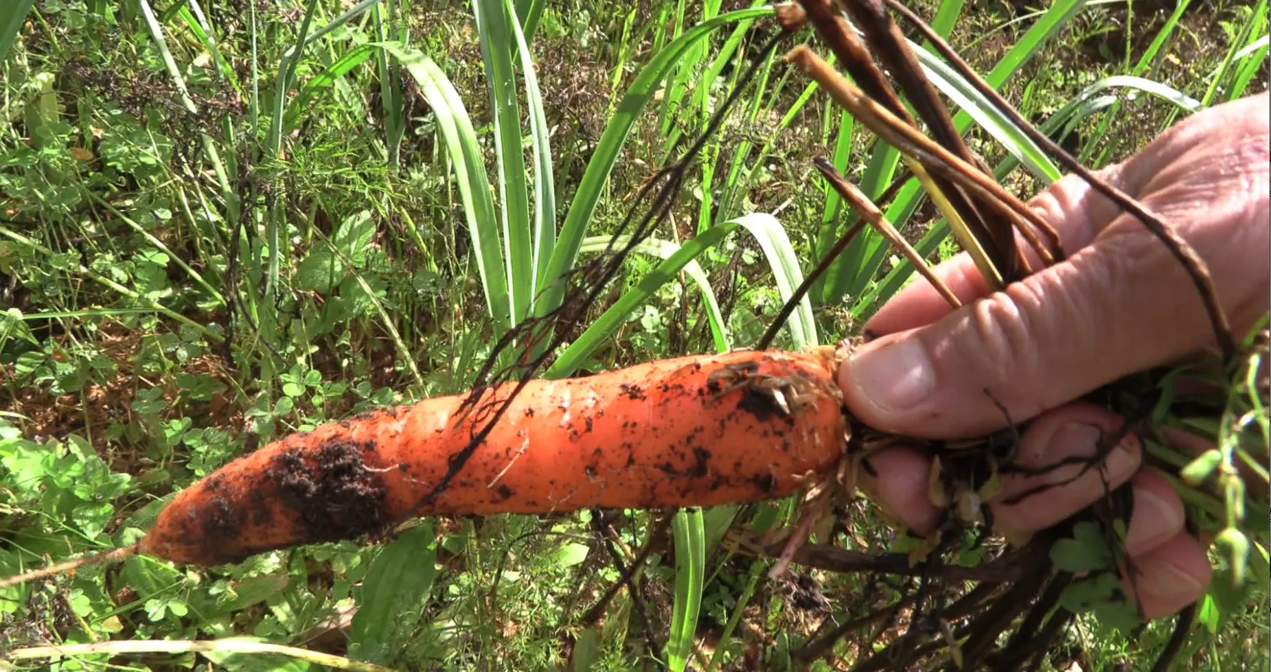 A freshly pulled carrot, still covered in soil, at Wild on the Farm