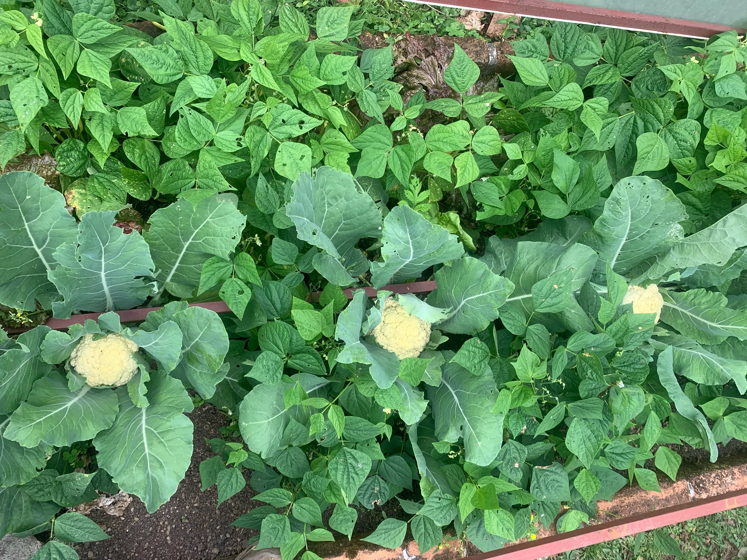 Cauliflowers surrounded by bean plants in a garden bed at Wild on the Farm