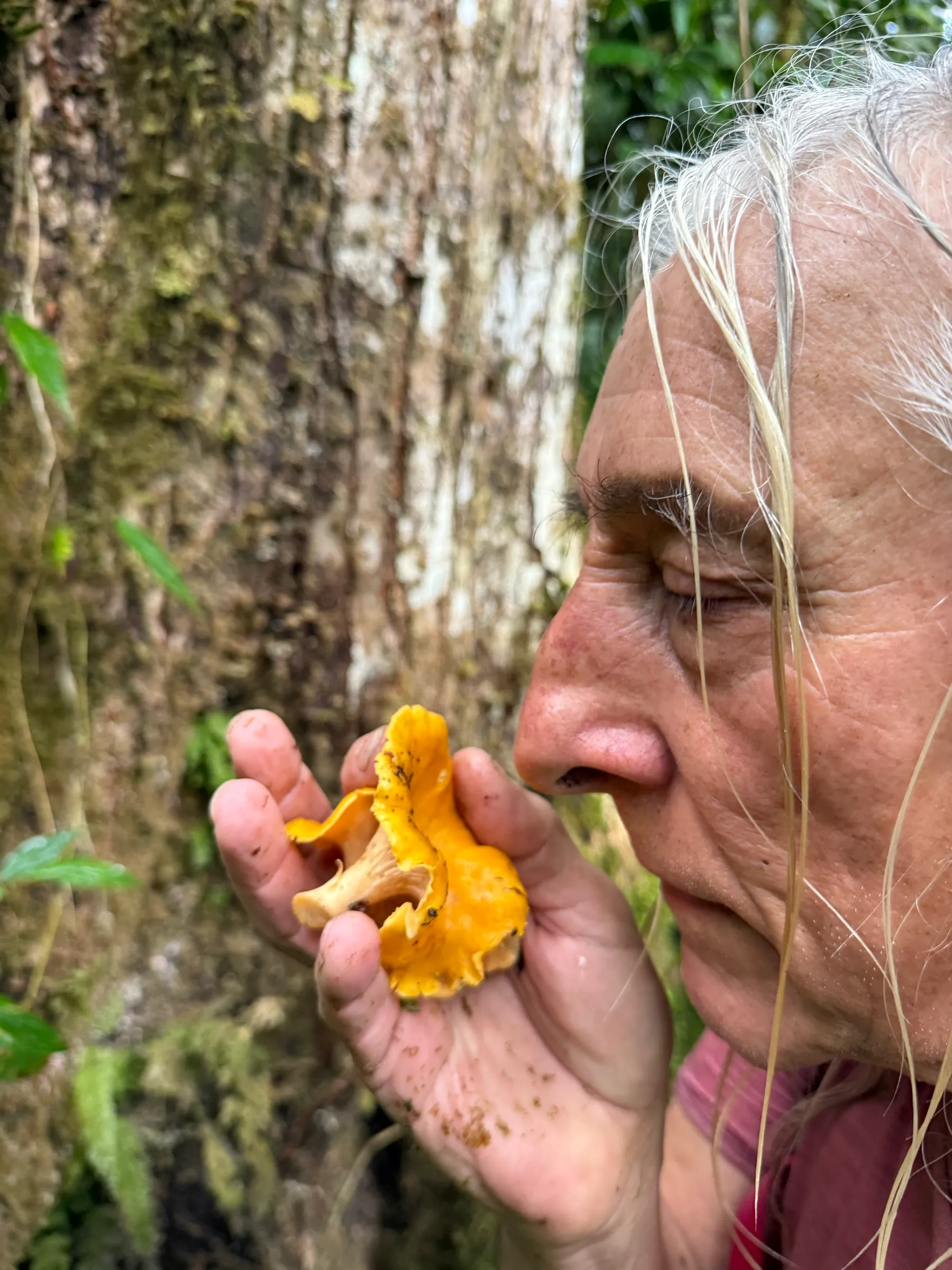 The nose test: a fresh chanterelle smells of apricot