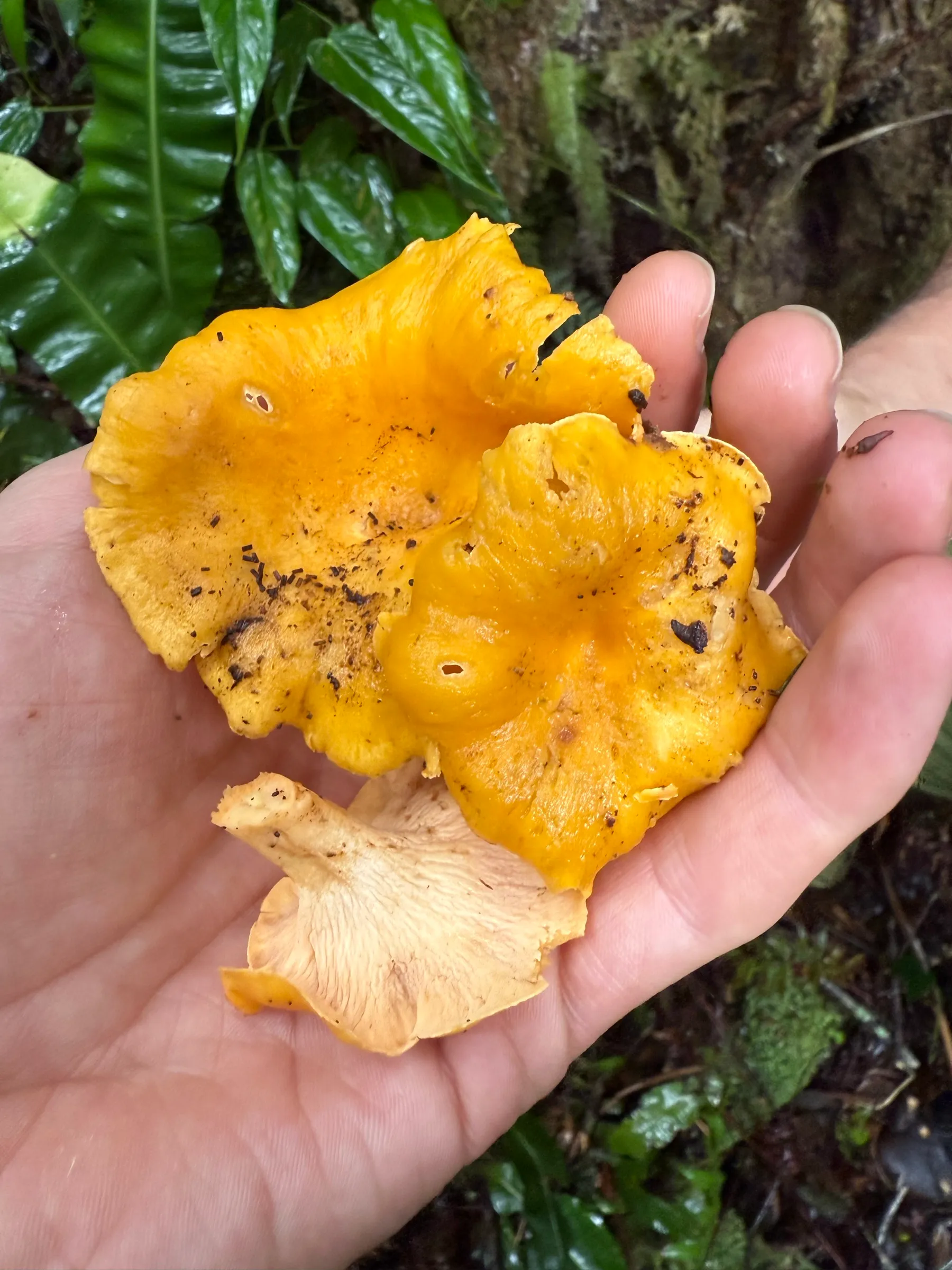 Freshly picked chanterelles in the hand, in the cloud forest around Wild on the Farm